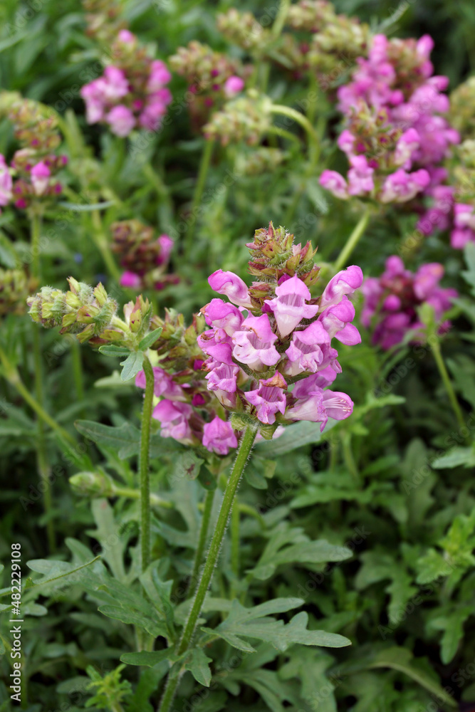 Vertical closeup of the flowers and foliage of 'Summer Daze' self-heal (Prunella 'Summer Daze')