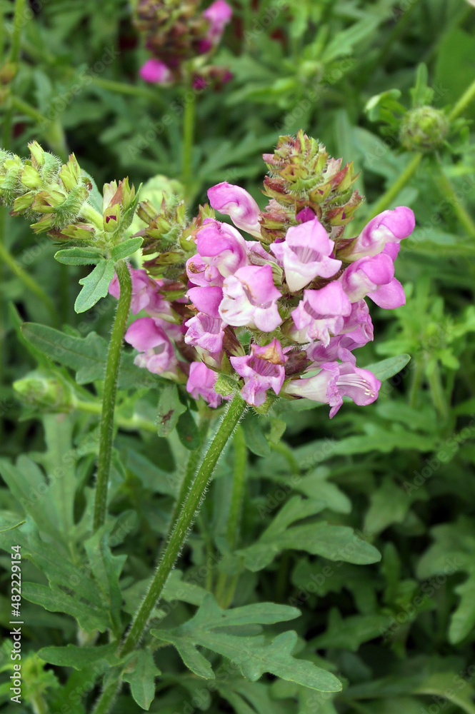 Vertical closeup of 'Summer Daze' self-heal (Prunella 'Summer Daze') in flower Vertical closeup of 'Summer Daze' self-heal (Prunella 'Summer Daze') in flower