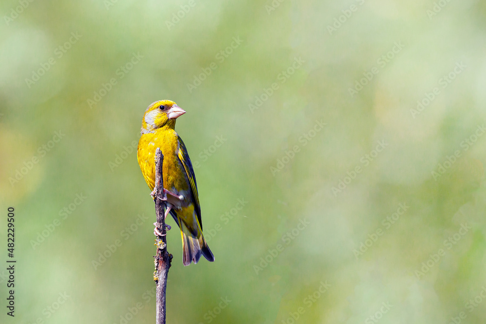 The European greenfinch or simply the greenfinch (Chloris chloris) is a small passerine bird in the finch family Fringillidae. The European greenfinch or simply the greenfinch (Chloris chloris) is a small passerine bird in the finch family Fringillidae.
