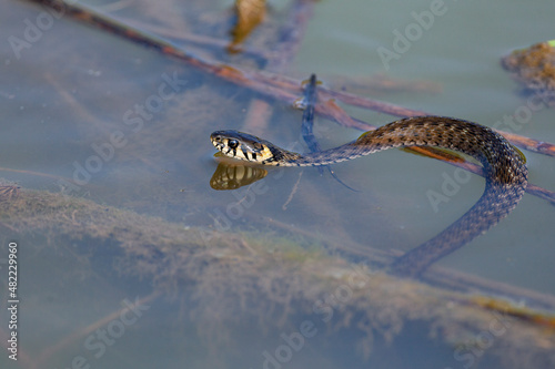 The grass snake (Natrix natrix), sometimes called the ringed snake or water snake, is a Eurasian non-venomous colubrid snake. It is often found near water and feeds almost exclusively on amphibians.  © Andrey