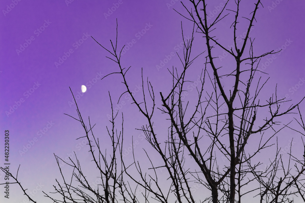 Fototapeta premium tree against the evening sky
