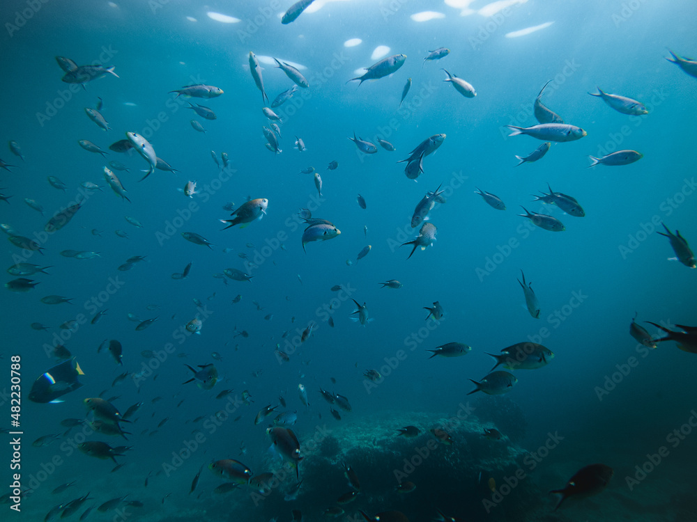 Obraz premium Fish under turquoise water in baja california