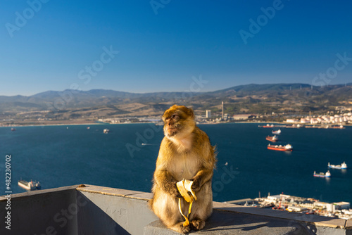 Barbary macaque, Macaca sylvanus, on Gibraltar rock. These monkeys are the only wild primates on the European continent.