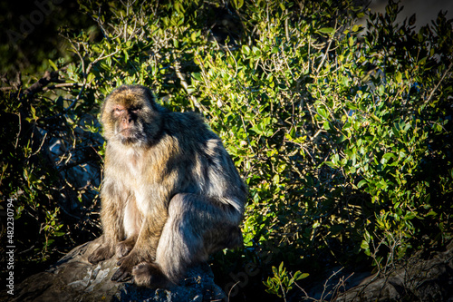 Barbary macaque, Macaca sylvanus, on Gibraltar rock. These monkeys are the only wild primates on the European continent.