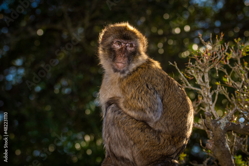 Barbary macaque, Macaca sylvanus, on Gibraltar rock. These monkeys are the only wild primates on the European continent.