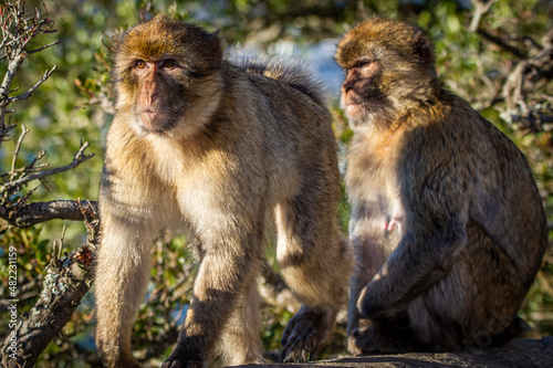 Barbary macaque, Macaca sylvanus, on Gibraltar rock. These monkeys are the only wild primates on the European continent.