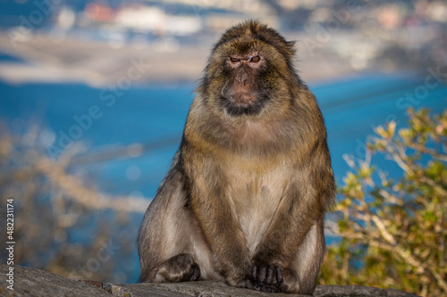Barbary macaque, Macaca sylvanus, on Gibraltar rock. These monkeys are the only wild primates on the European continent.