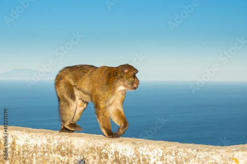 Barbary macaque, Macaca sylvanus, on Gibraltar rock. These monkeys are the only wild primates on the European continent.