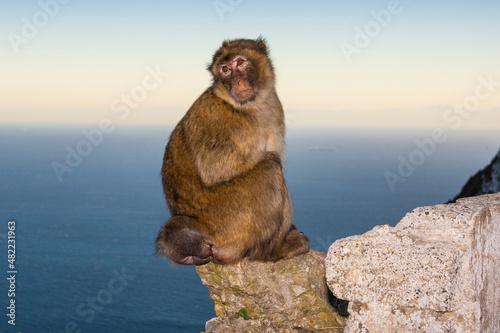 Barbary macaque, Macaca sylvanus, on Gibraltar rock. These monkeys are the only wild primates on the European continent.