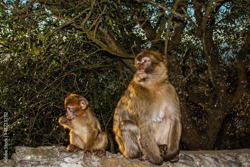 Barbary macaque, Macaca sylvanus, on Gibraltar rock. These monkeys are the only wild primates on the European continent.
