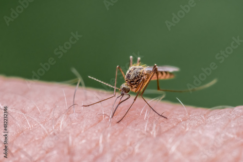 Close-up of Mosquito Biting a Person with Green Background 