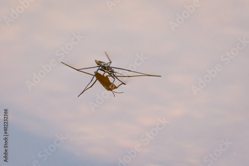 Water Strider Insect on Calm Water Surface with Reflecting Clouds photo