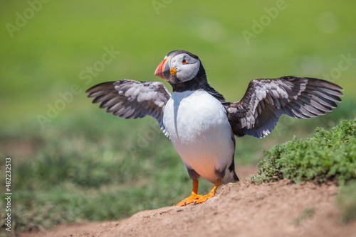 Atlantic Puffin On Skomer Island, Pembrokshire, Wales. United Kingdom Atlantic puffin also know as common puffin is a species of seabird in the auk family. Iceland, Norway, Faroe Islands, Newfoundland