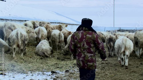 A shepherd walks dirty white calves outdoors on a rural ranch farm in winter.