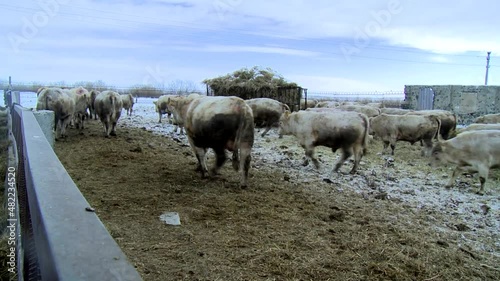 Dirty calves are fed from a cow feeder outdoors on a rural ranch farm in winter.