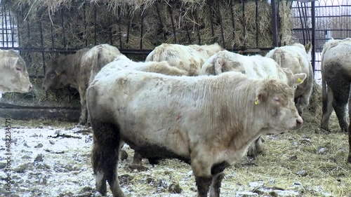 Dirty calves walk outdoors on a rural ranch farm in winter.