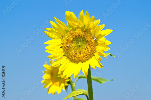 sunflower with bees  clear blue sky in background