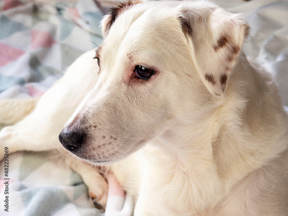 Portrait Of A Jack Russell Terrier Dog.