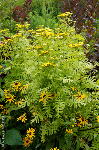 A late summer perennial garden combination of orange coneflower (Rudbeckia fulgida) and 'Isla Gold' tansy (Tanacetum vulgare 'Isla Gold')