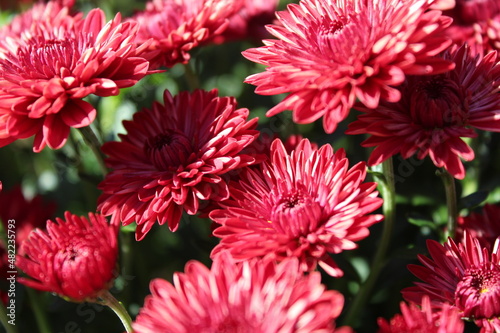 Red mums © Tara