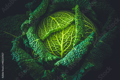 Whole savoy cabbage on a black background