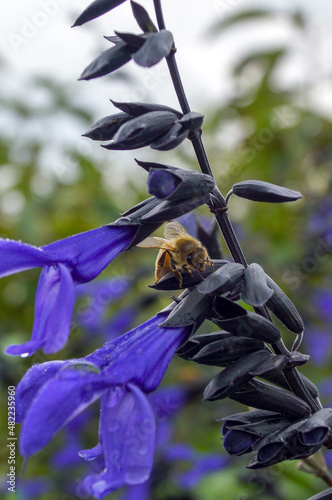 Vertical image of 'Black and Bloom' blue anise sage (Salvia guaranitica 'Black and Bloom'), showing the intense blue flowers and black calyces, with a honeybee photo
