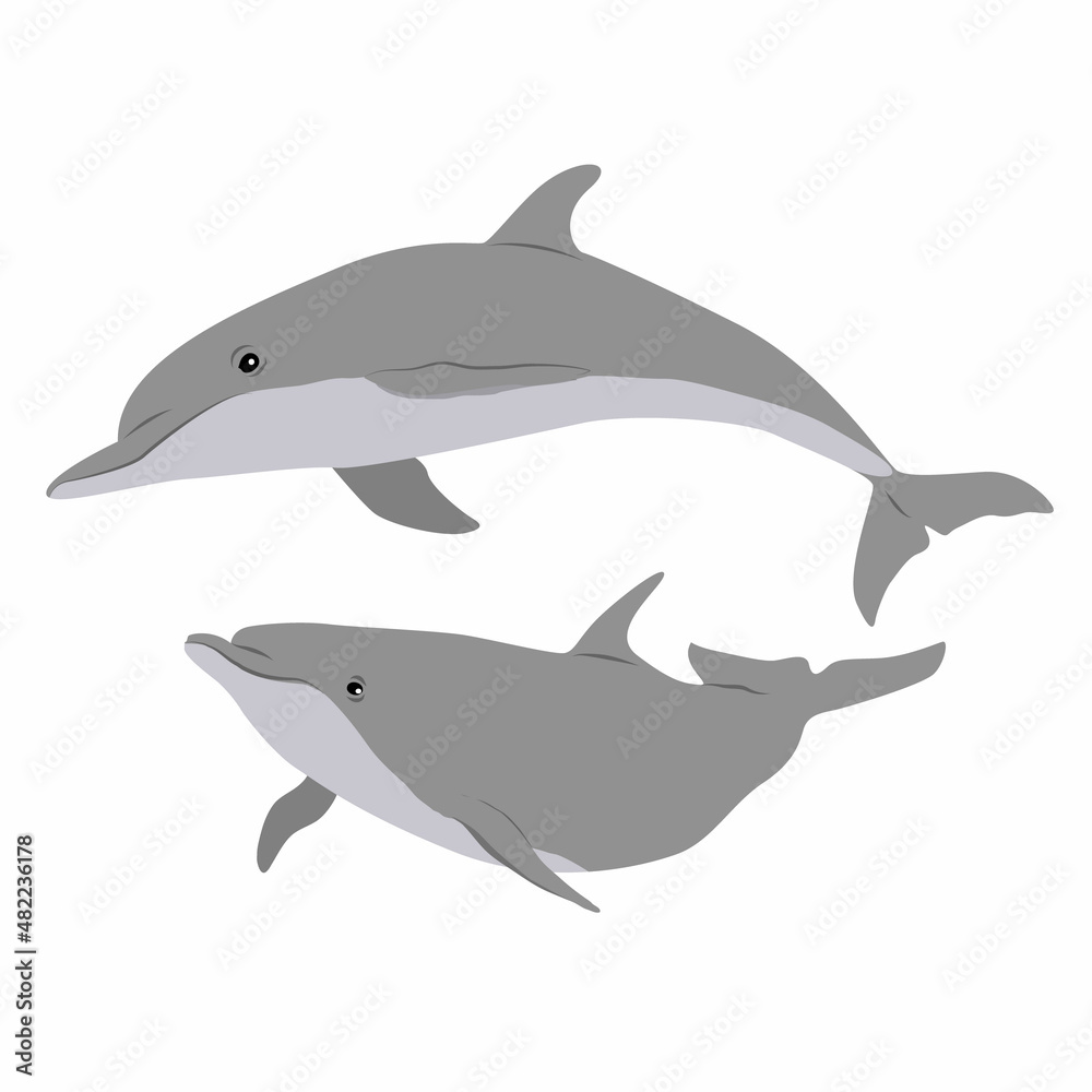 Pair of Common bottlenose dolphins. Dolphins Tursiops truncatus swim in the water. Realistic vector secondary water Pair of Common bottlenose dolphins. Dolphins Tursiops truncatus swim in the water. Realistic vector secondary water