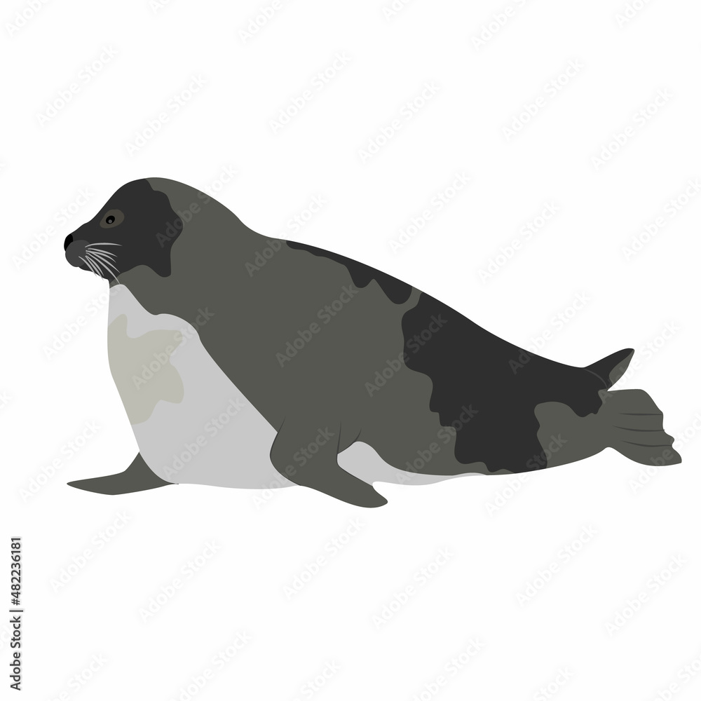Harp Seal, saddleback seal or Greenland Seal. Seal Pagophilus groenlandicus raised up on flippers and looks forward. Animals mammals of the Arctic. Vector Illustration