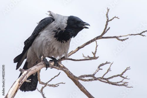 A black crow sits on a dry branch of a tree.