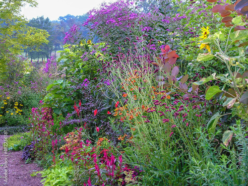фотографія Flower garden in late summer, including purple Japanese burnet (Sanguisorba tenuifolia var