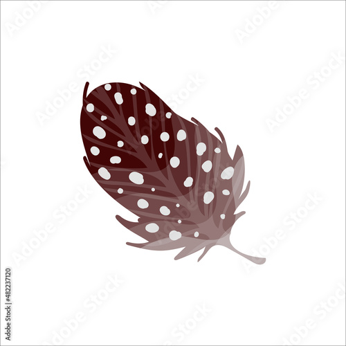 Colorful illustration of thrush bird feather isolated on white background. Vector graphics.