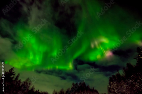 Aurora borealis over winter forest 