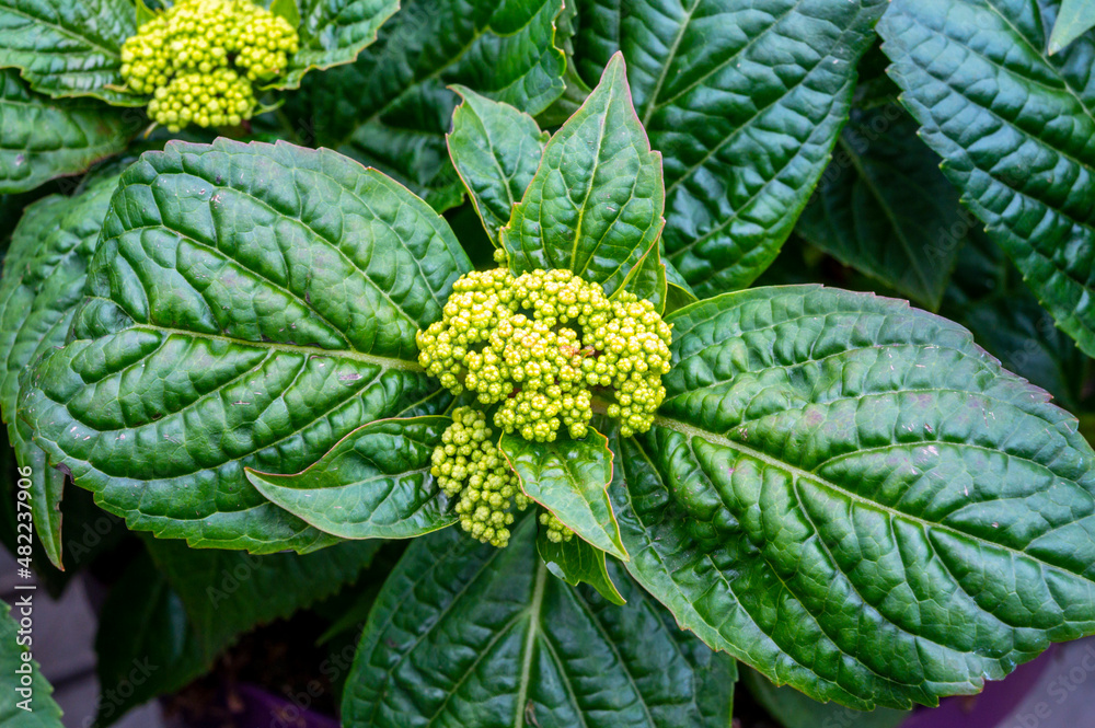 Botanical collection, spring blossom of hortensia ornamental garden plant Botanical collection, spring blossom of hortensia ornamental garden plant