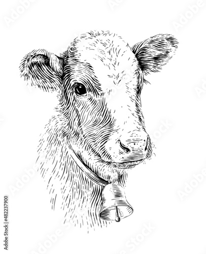 head cow hand drawing sketch engraving illustration style