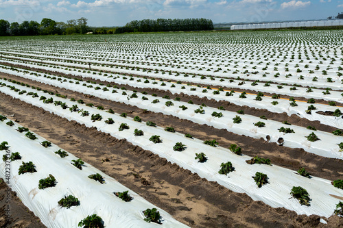 Plantations of strawberry plants growing outdoor on soil covered with plastic film
