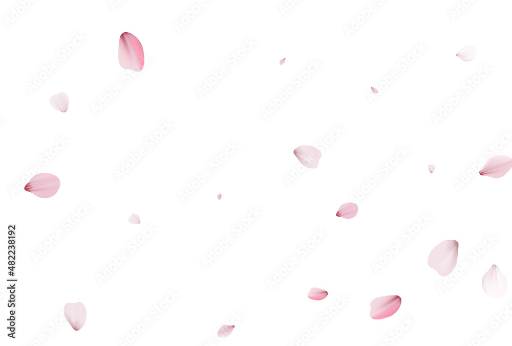 Sakura petals holiday background. Cherry vector