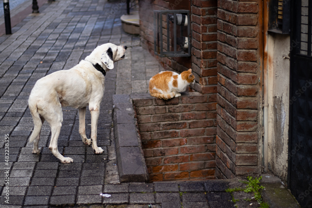 Obraz premium a white dog barking to a cat