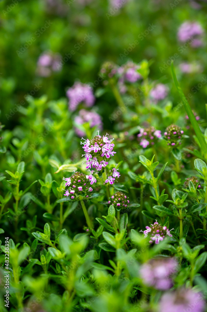 Botanical collection, purple blossom of medicinal and aromatic plant satureja or thyme