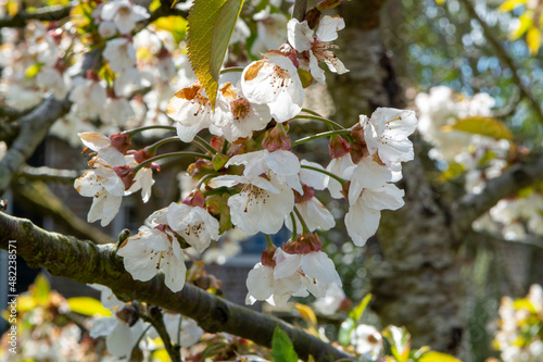 Spring white blossoms of sweert cherry trees on fruit orchards in Zeeland, Netherlands