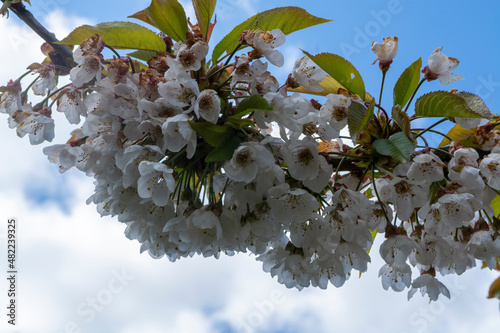 Spring white blossoms of sweert cherry trees on fruit orchards in Zeeland, Netherlands photo