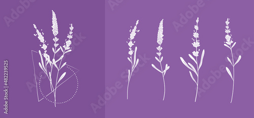 Lavender logo and branchin silhouette style. Hand drawn wedding herb, plant and monogram with elegant leaves for invitation save the date card design. Botanical rustic