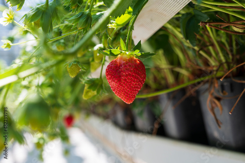 Dutch glass greenhouse, cultivation of strawberries, rows with growing strawberries plants