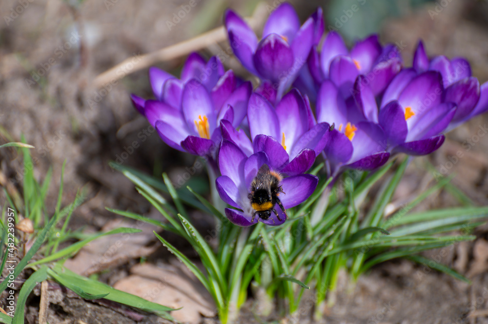 Fototapeta premium First spring flowers, blossom of purple crocusses and flying bee