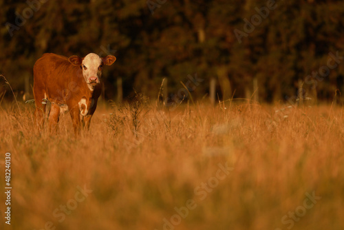 Braford breed calf in natural pasture photo