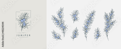 Juniper Floral logo and branch set. Hand drawn line winter wedding herb, elegant leaves for invitation save the date card