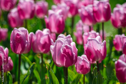 Pink fresh tulips on a green background.