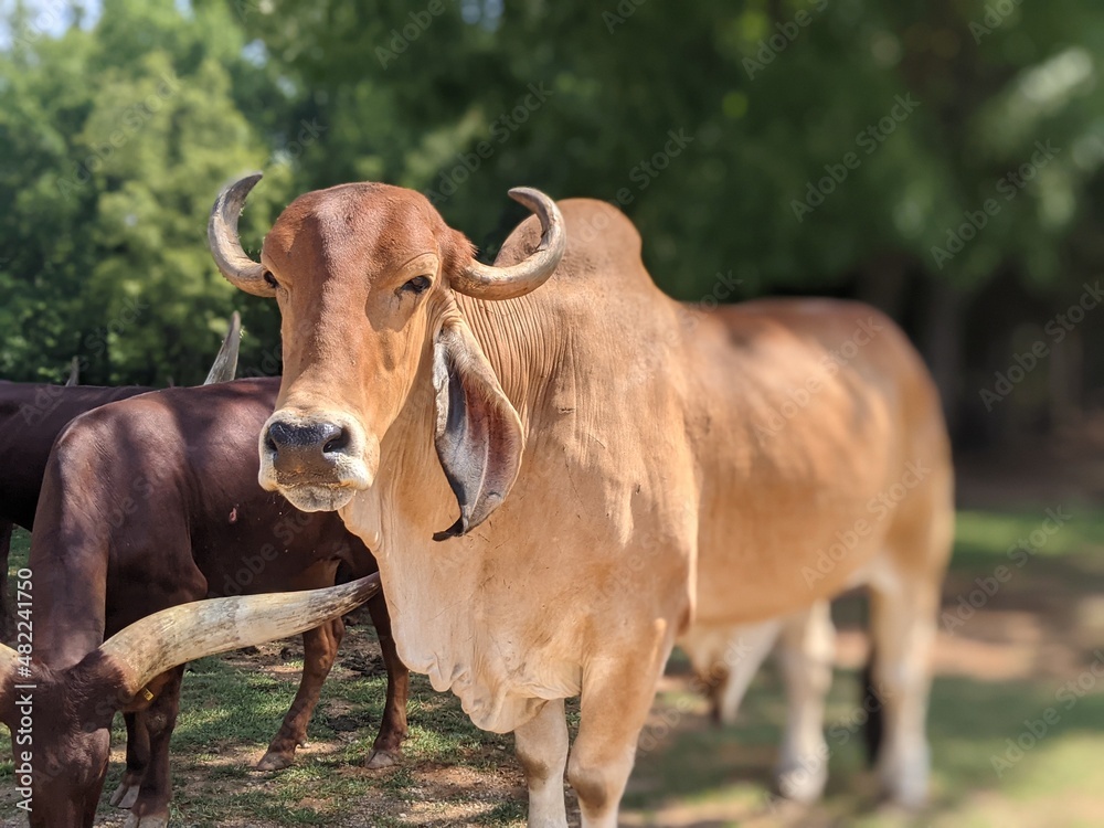 cows in a field