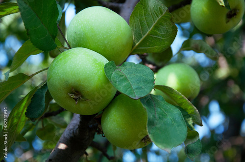 Green apples on a tree close-up. High quality photo