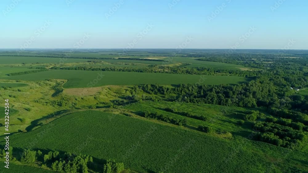 Aerial view over a green corn field, forest. Drone flies over agricultural corn field. Drone wide shot beautiful summer landscape of a cornfield, trees Aerial view over a green corn field, forest. Drone flies over agricultural corn field. Drone wide shot beautiful summer landscape of a cornfield, trees