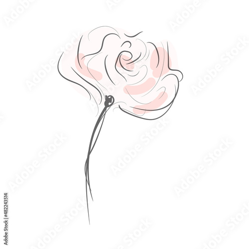 Garden rose with a bud and colored spots. Minimalist sketch.